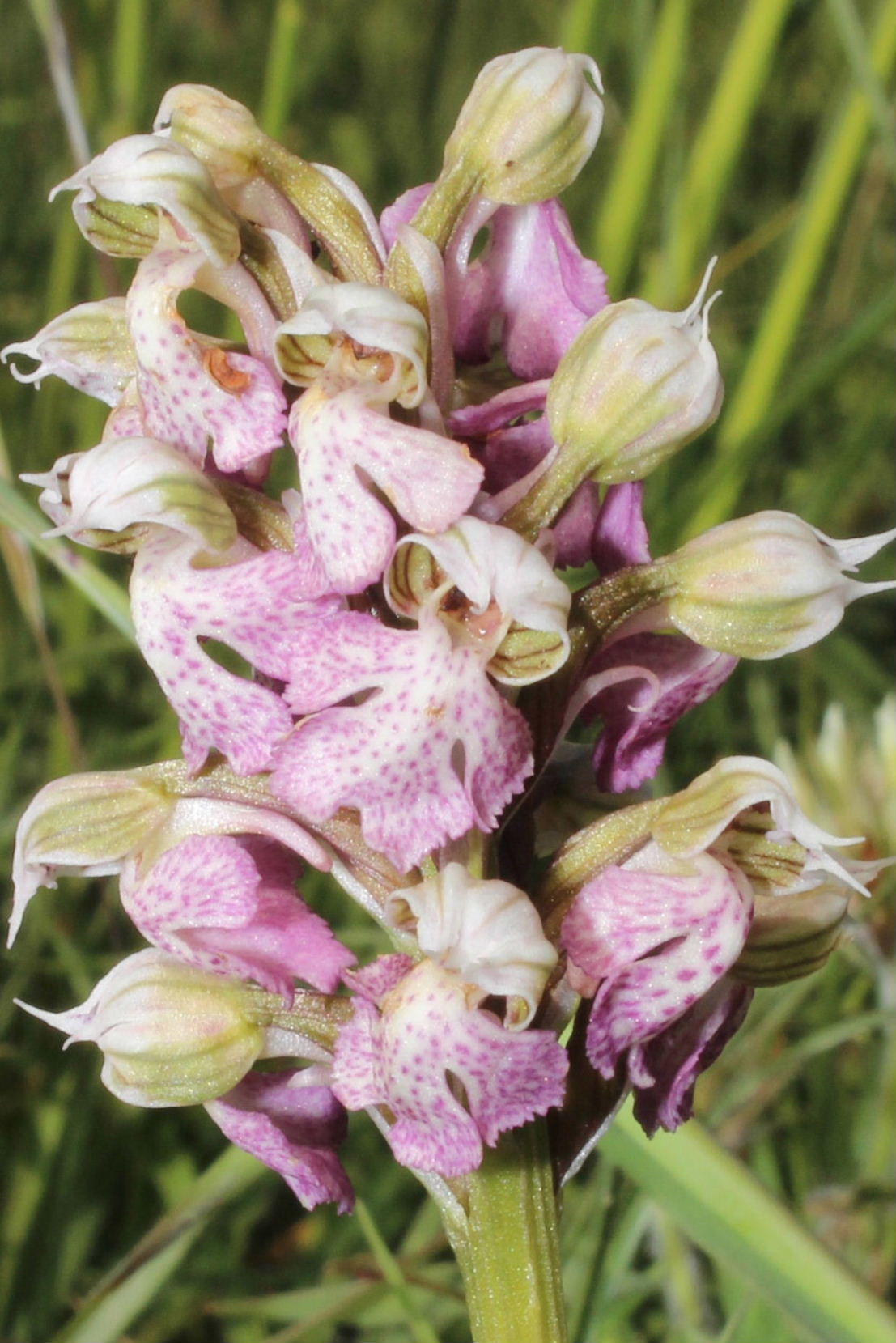 Neotinea tridentata e Neotinea lactea